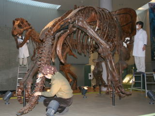 トリケラトプスとティラノサウルス