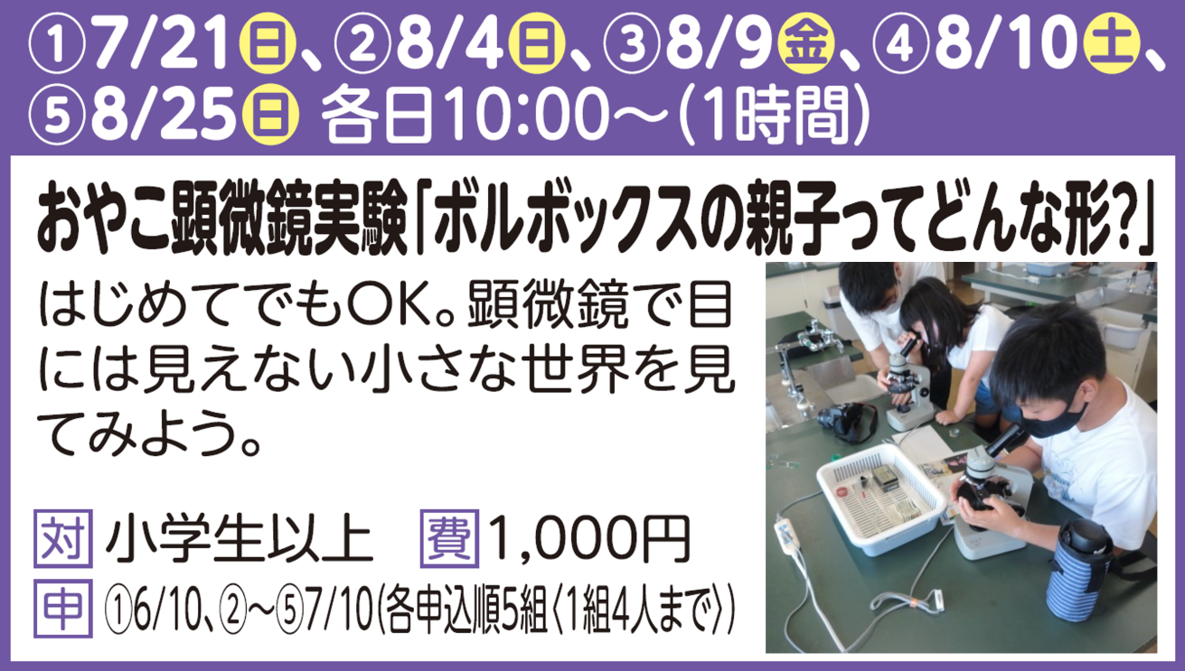 おやこ顕微鏡実験「ボルボックスの親子ってどんな形」