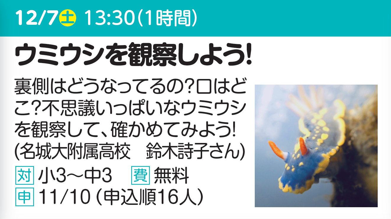 ウミウシを観察しよう！