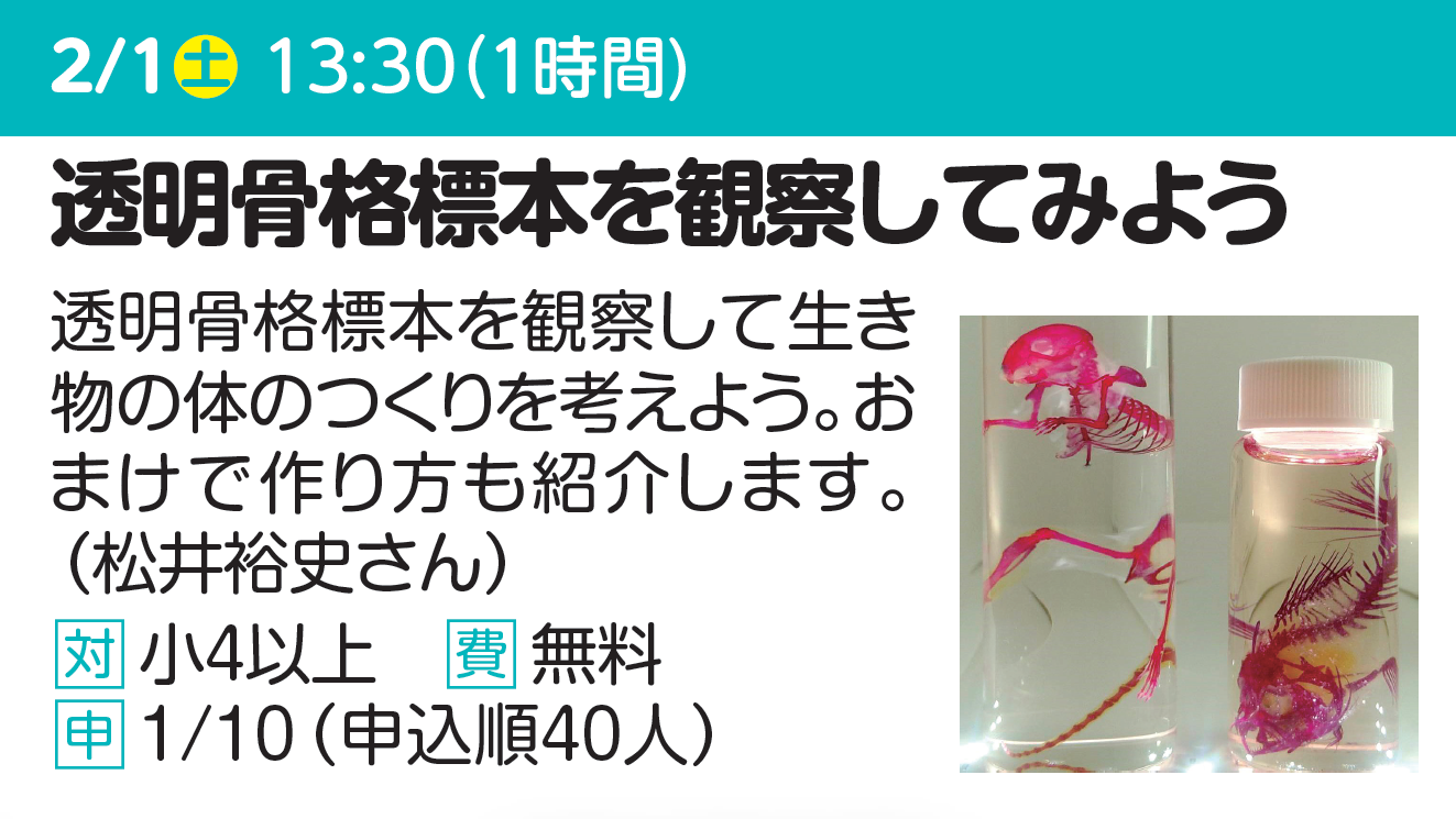 透明骨格標本を観察してみよう