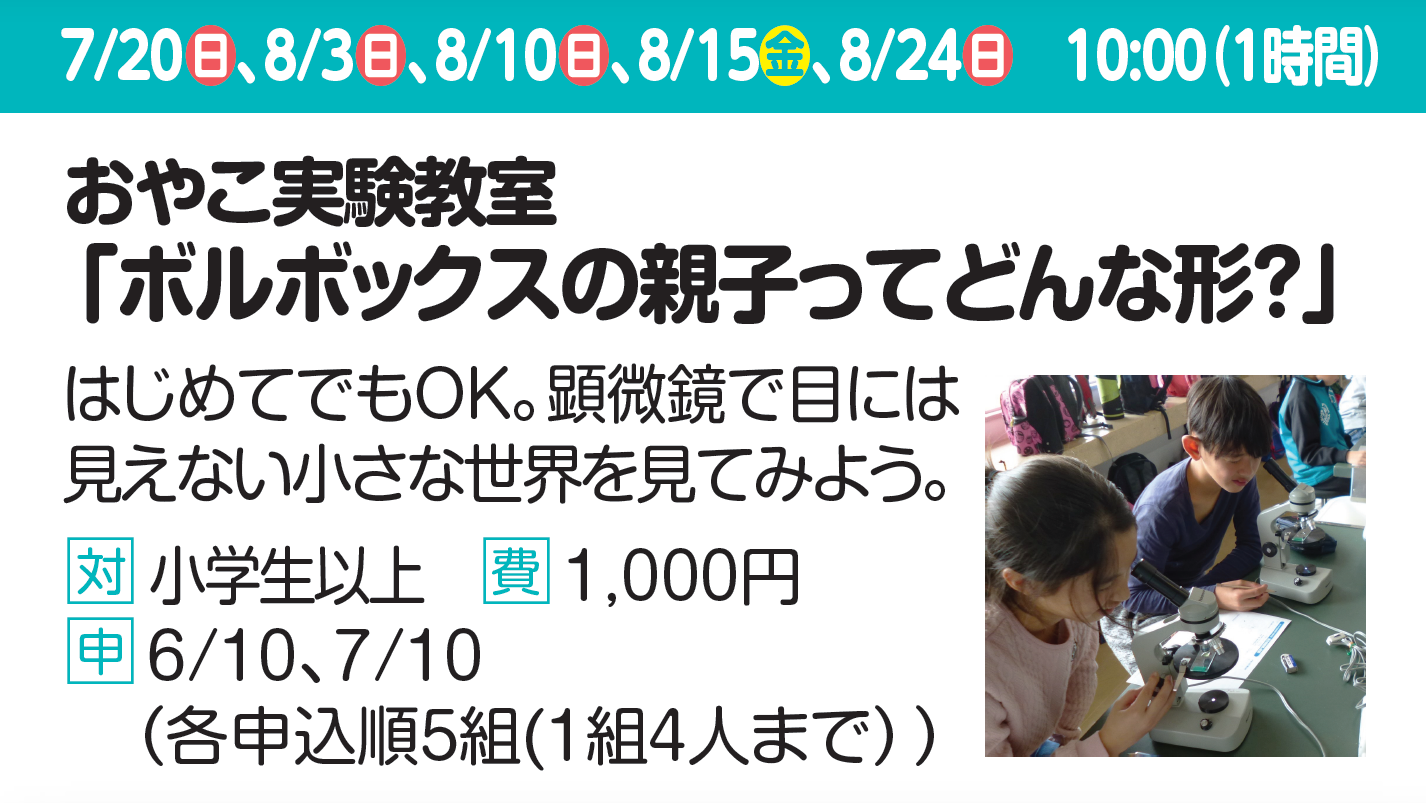 おやこ実験教室「ボルボックスの親子ってどんな形？」