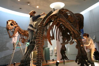 自然史スクエアの恐竜の掃除