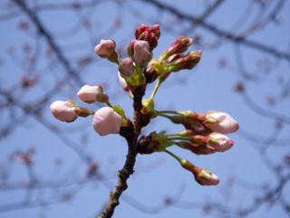 サクラが開花