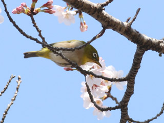 サクラとメジロ