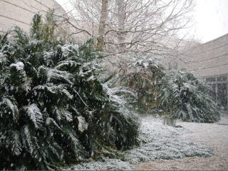 雪