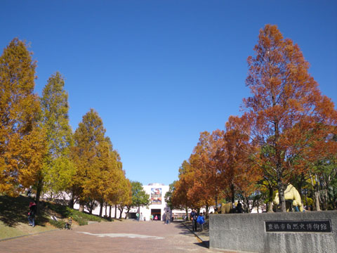 メタセコイアの紅葉