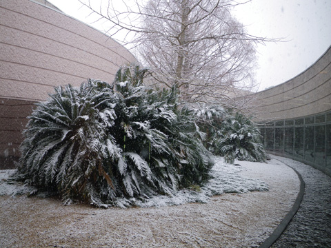 雪
