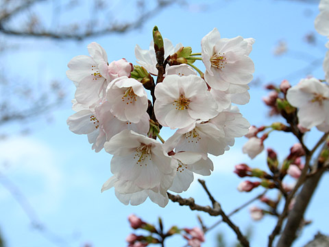 サクラが開花