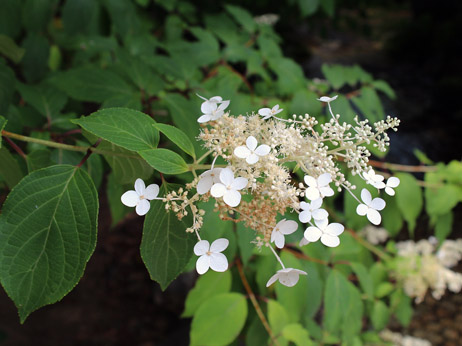 ノリウツギの花
