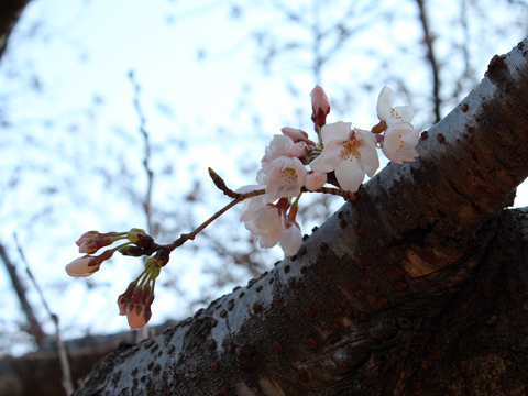 サクラが開花