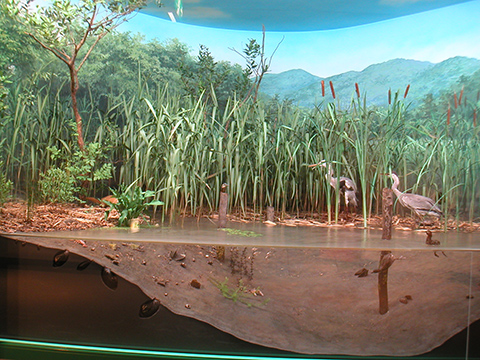 ため池の生きもの