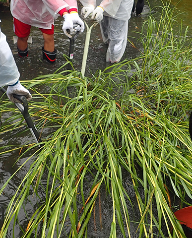 愛知発の世界的快挙！外来植物ヒガタアシのほぼ根絶までの軌跡