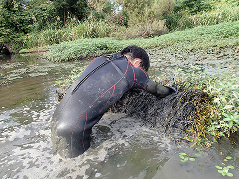 外来植物を“ひっくり返して”除去する淀川式手法
