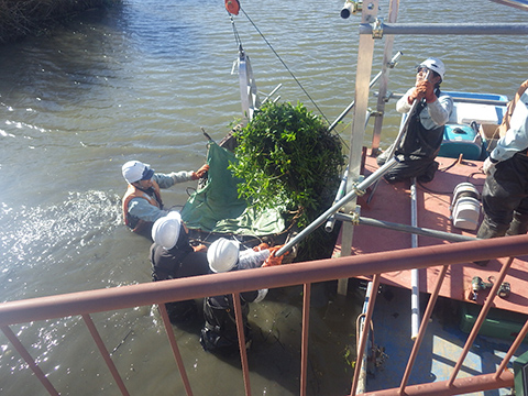 水辺の困った外来植物を特製クマデで撃退します！
