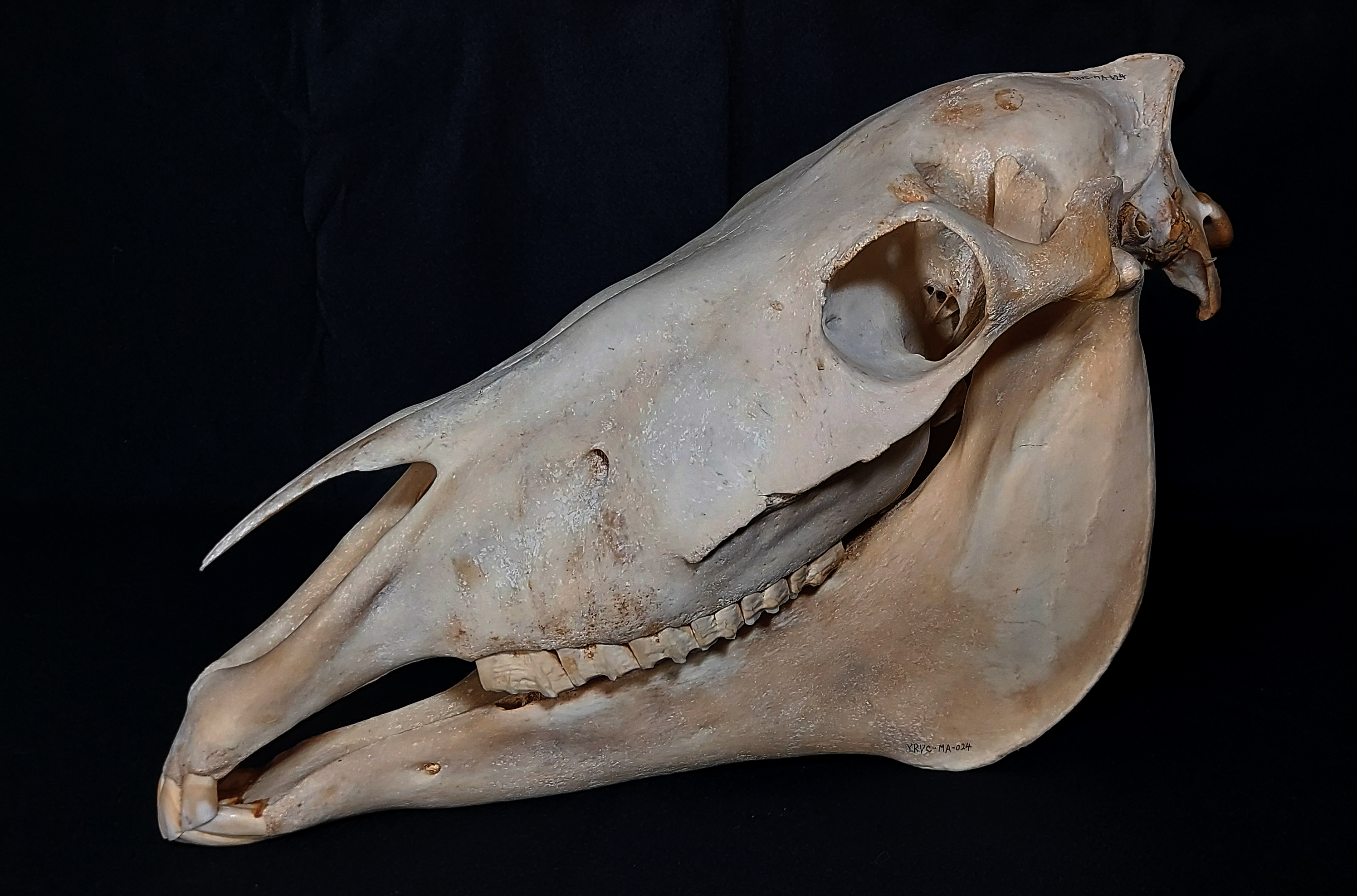 干支展「ウマ」