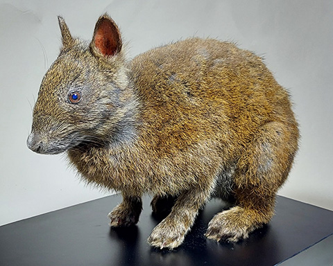 新蔵資料／学芸員の研究成果紹介展