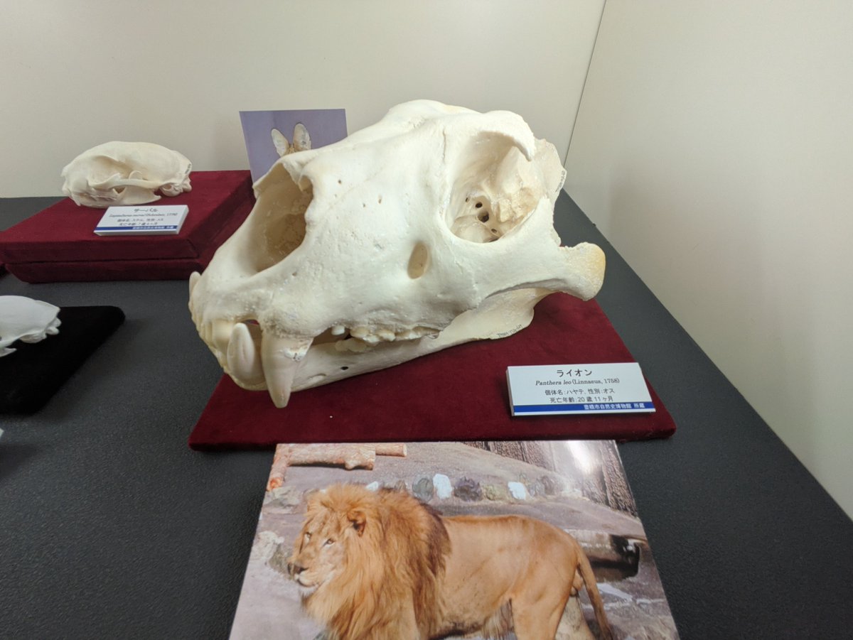 「標本となった飼育個体」