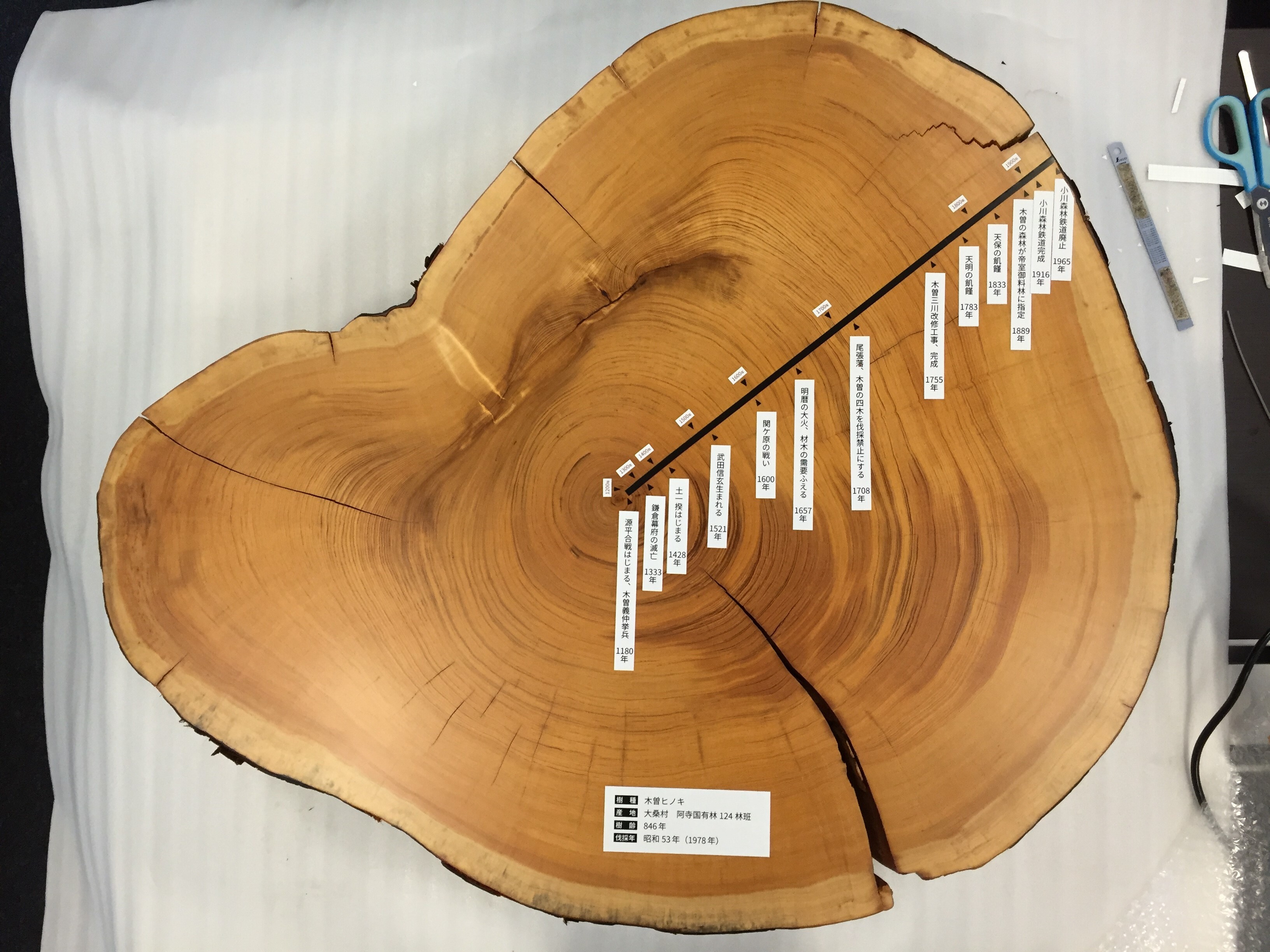 樹木の年輪が語る気候と人間の歴史