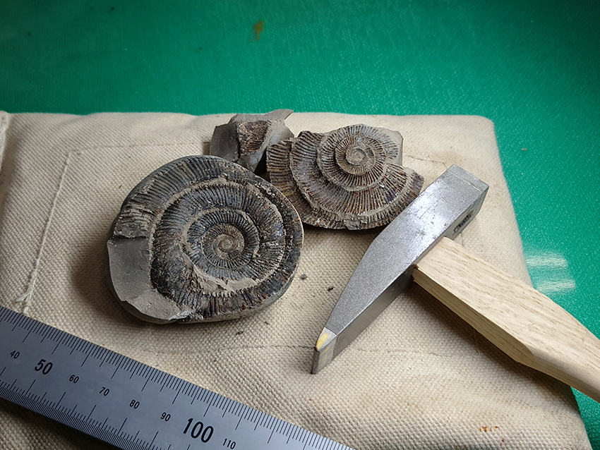 リアル化石クリーニング体験：アンモナイト+三葉虫