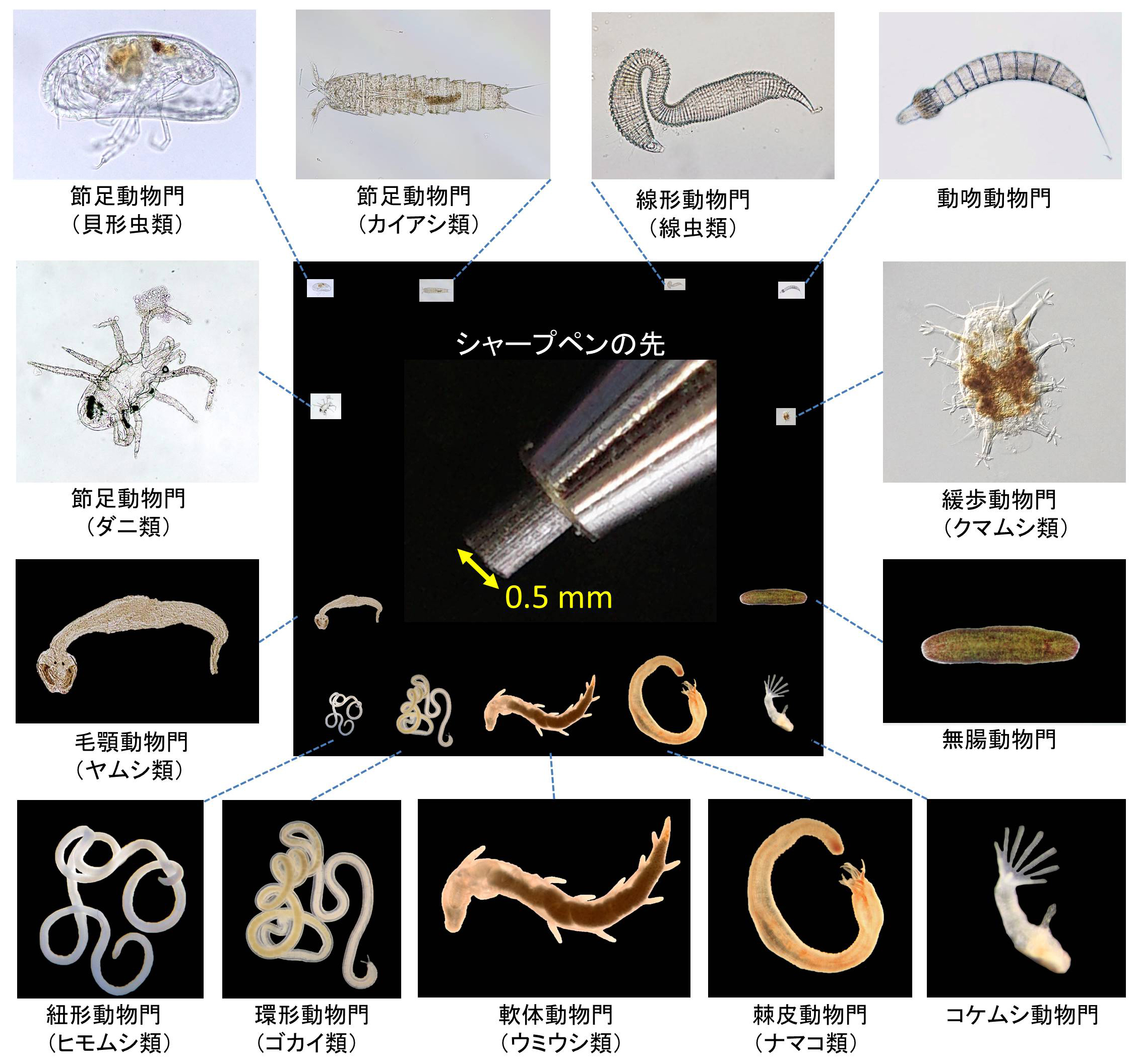 砂の隙間にすむ生きものを観察しよう
