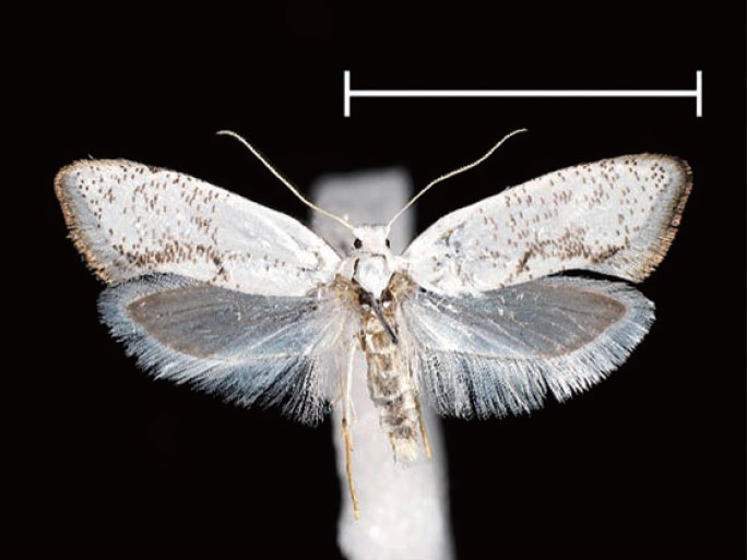 新蔵資料／学芸員の研究成果紹介展