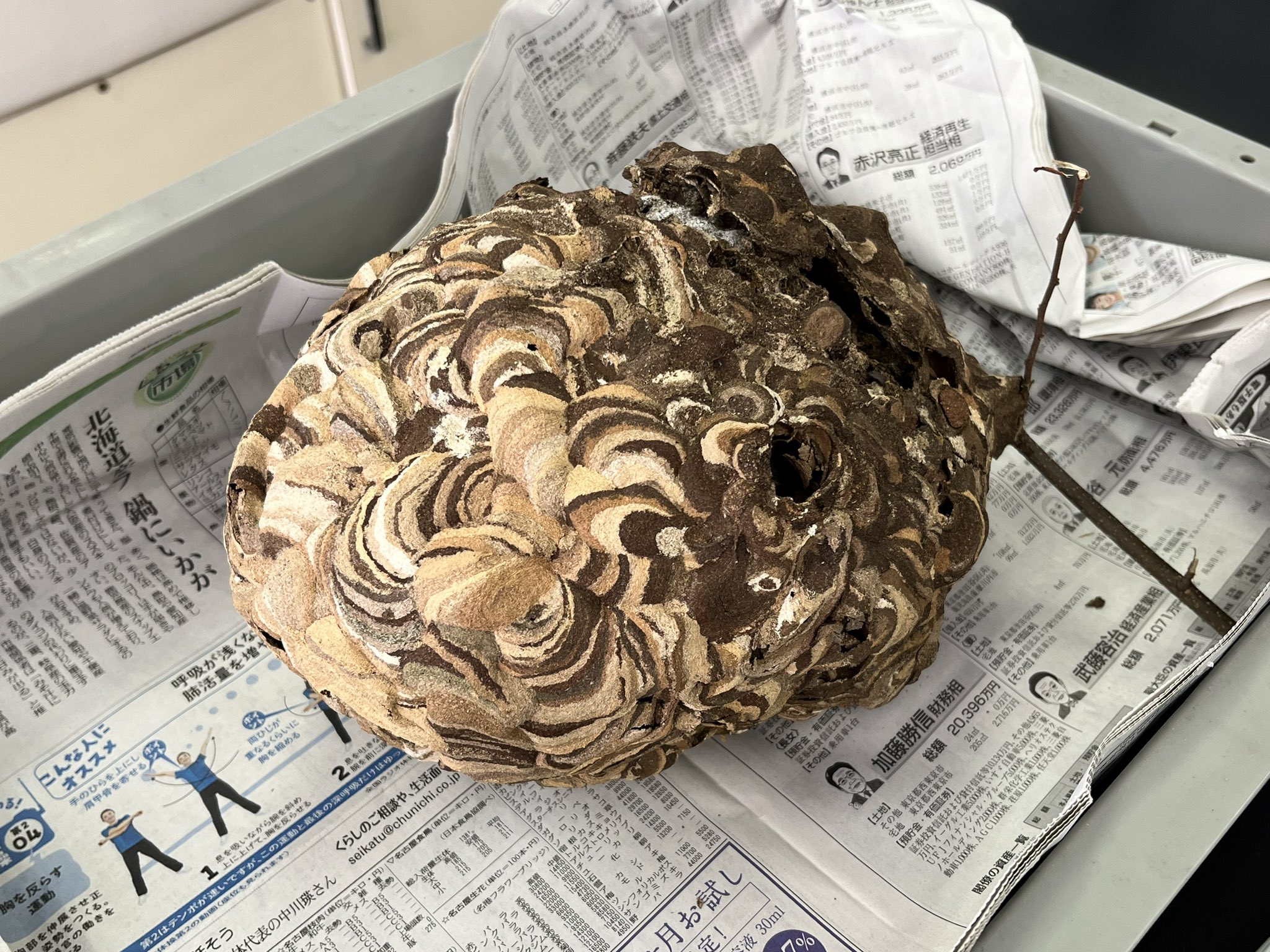 スズメバチの巣を解体してみよう