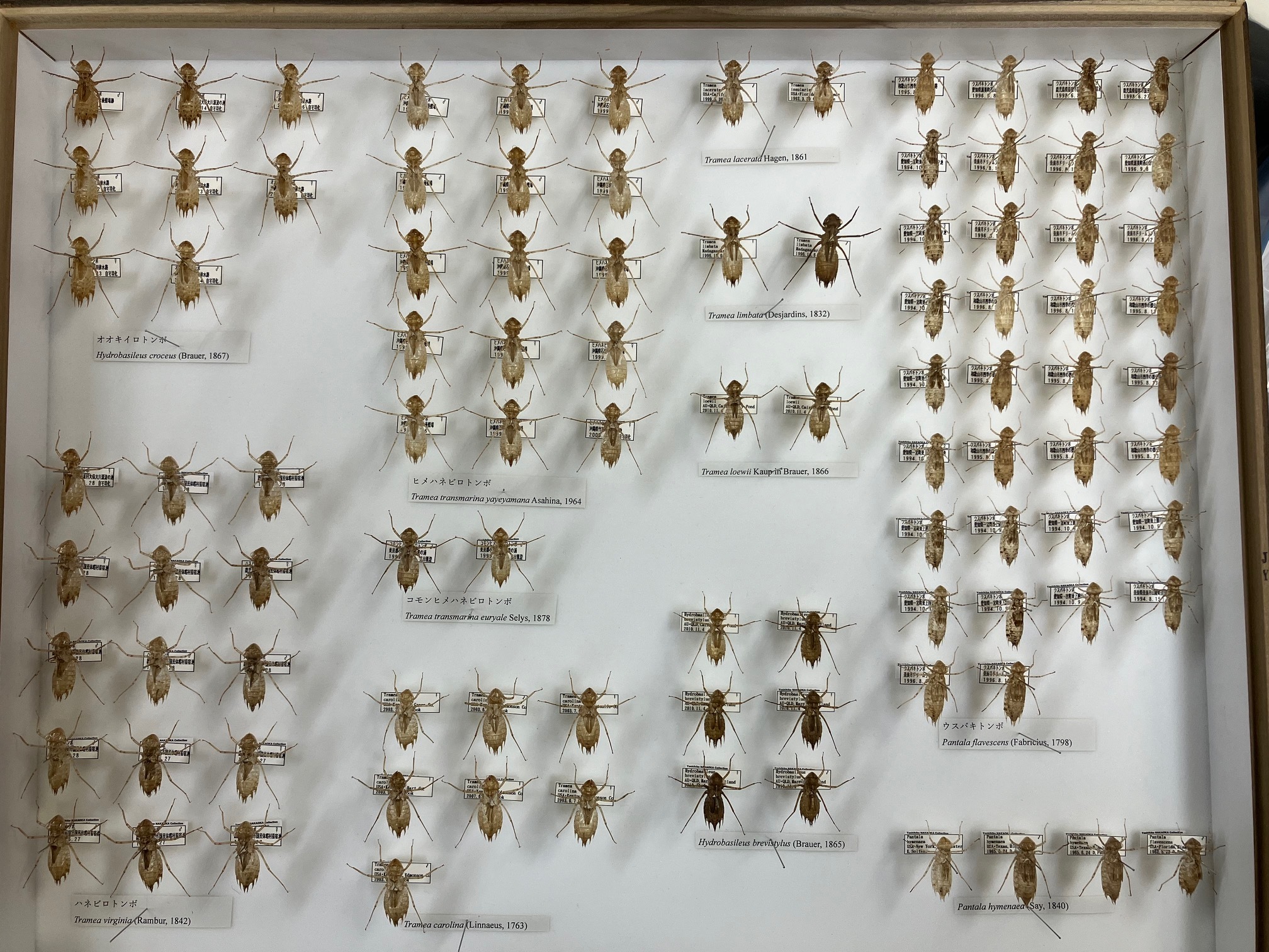 世界的マニアックコレクション！？「トンボの抜け殻」展