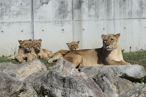 「世界ライオンの日」記念 百獣の王・ライオンを学ぶ