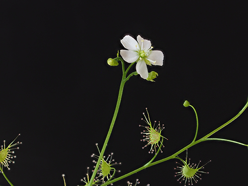 「豊橋育ちの植物研究者が語る東海の植物」ほか