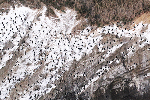 「ウミウの渡り」