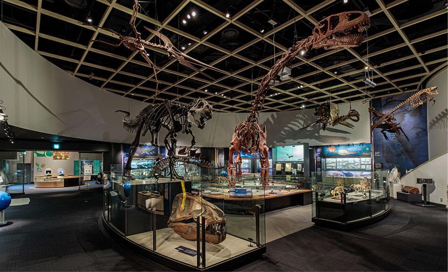 豊橋市自然史博物館の展示室