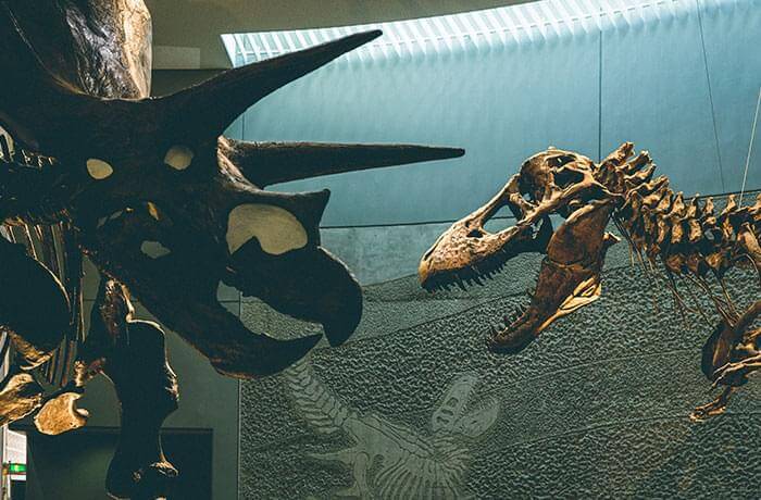 ティラノサウルスとトリケラトプス