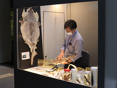 博物館のウラワザ