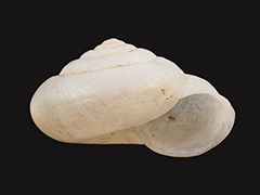 イシマキシロマイマイ