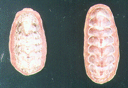 ニシキヒザラガイ