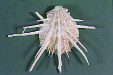 ミサカエショウジョウカズラガイ