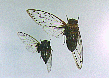 クロテイオウゼミ