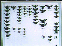 世界のクマバチ