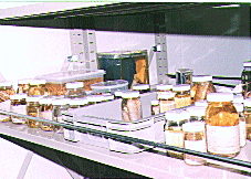 棘皮動物の液浸標本