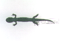 トウキョウサンショウウオ