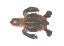 アカウミガメ（ふ化幼体）