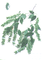 アカシデの標本