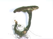 マンネンタケの標本