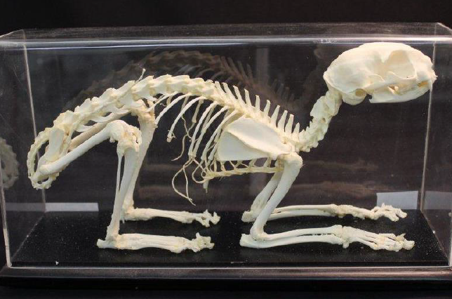 ネコ全身骨格 1セット