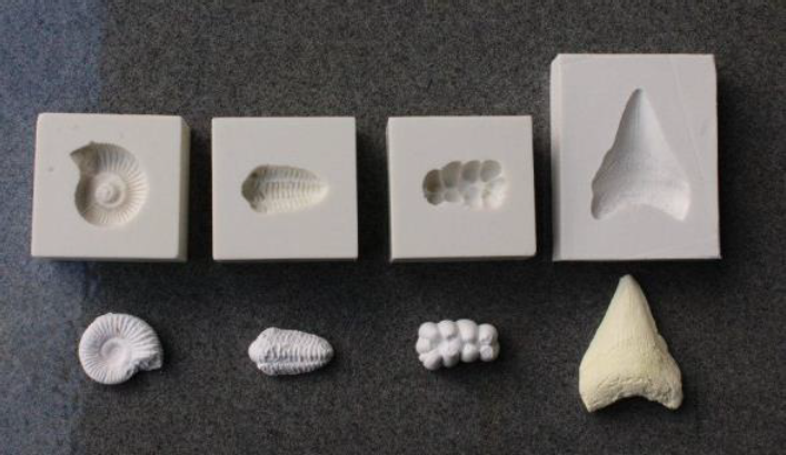 化石レプリカ製作用型 （4種） 20セット