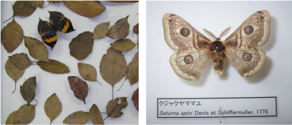 国語の教科書に登場する昆虫 各1セット