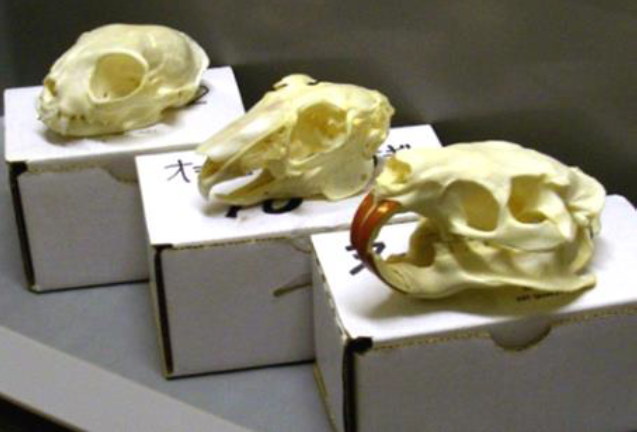 頭骨標本 （3種） 10セット