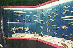 Specimens of fish and shellfish