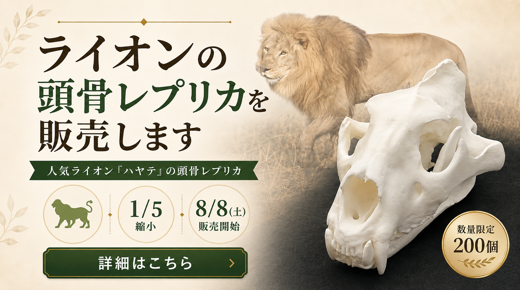 ライオンの頭骨レプリカ販売中