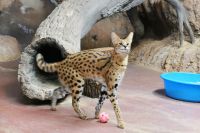 スタイル抜群！撮影者:オーナー